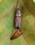 Acrobasis sodalella